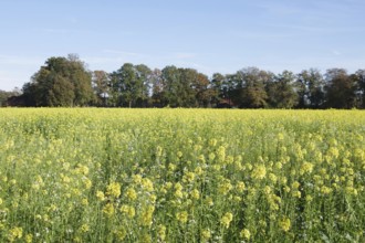 White mustard (Sinapis alba), landscape, field, yellow, autumn, Germany, The mustard plant is very