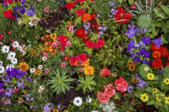 Floral carpet, Floral wallpaper