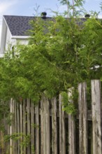 Thuja occidentalis - White Cedar hedge branches growing through wood plank property line fence in