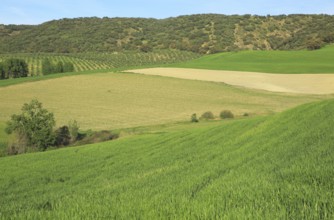 Farming landscape of Rio Setenil valley, Cuevas del Marques, Serrania de Ronda, Spain, Europe