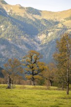 Maple trees with autumn leaves, autumn landscape in Rißtal, Großer Ahornboden, Engalpe, Eng,