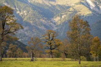 Maple trees with autumn leaves, autumn landscape in Rißtal, Großer Ahornboden, Engalpe, Eng,