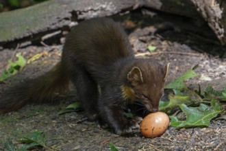 European pine marten (Martes martes) eating stolen chicken egg