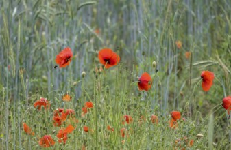 Poppy flower (Papaver rhoeas) with raindrops