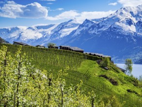 View of snow-covered mountains, fjord and apple trees in bloom, campsite of Lofthus at top of hill,