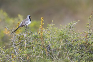 Cape Dove, (Oena capensi), Road N4 to Kaolack, Firgui, Senegal, Africa