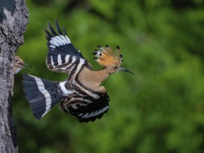 Hoopoe, (Upupa epops), departure from breeding den, hoopoe family, formerly raptors, Hides de El