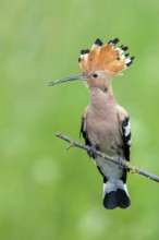 Hoopoe, (Upupa epops), on perch, hoopoe family, formerly raptors, Hides de El Taray / Lesser Kestr,