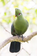 Helmturako, (Tauraco corythaix), Garden Route National Park, Wilderness Section, Wilderness,