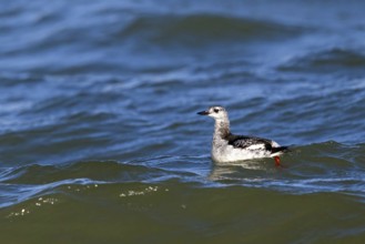 Gryllteiste, (Cepphus grylle), Heligoland, Schleswig-Holstein, Germany, Europe