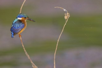 Crested Kingfisher, Corythohrnis cristatus, (Alcedo cristata), Kingfisher family, Malachite