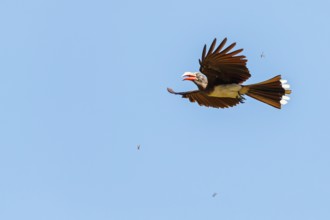 Crowned Hornbill, (Lophoceros alboterminatus), Syn: Tockus alboterminatus, iSimangaliso Wetland