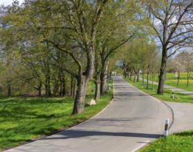 Country road on Rügen, Mecklenburg-Western Pomerania, Germany, Europe