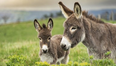 Mother donkey and foal look attentively into the distance, surrounded by green, rural landscape