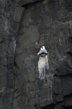 Black-legged kittiwakes (Rissa tridactyla) pair nesting on rock ledge in sea cliff at seabird