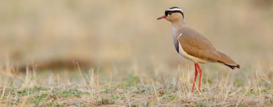 Crowned Lapwing, (Vanellus coronatu), Wakkerstrom surroundings, Wakkerstrom, Mpumalanga, South