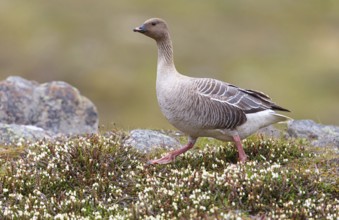 Pink-footed goose (Anser brachyrhynchus), Longyearbyen, Svalbard / Spitsbergen, Norway, Europe