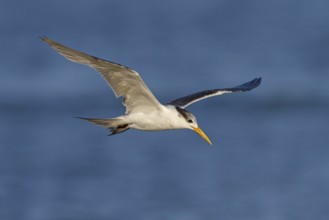 Caspian Tern, flight photo, (Thalasseus bergii), East Khawr / Khawr Ad Dahariz, Salalah, Dhofar,