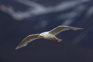 Glaucous gull (Larus hyperboreus), Norway, Spitsbergen, aerial photograph, Longyearbyen, Svalbard /