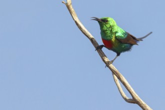 Fairy Sunbird, (Cinnyris pulchellus), family of sunbirds, Farasutu area, Farasutu, South Bank,