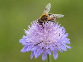 Fly, hoverfly, insect, (Eristalis horticol), Black Forest, Feldberg region, Baden-Württemberg,