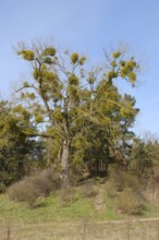 Mistletoe on a tree, Mecklenburg Lake District, Mecklenburg, Mecklenburg-Western Pomerania,