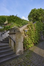 Alley, concrete wall, stairs, tree, three-leaved maiden vine (Parthenocissus tricuspidata),