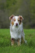 Australian Shepherd, Aussie, breed of herding dog from the United States sitting in meadow