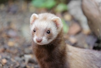 Portrait of a young ferret (Mustela putorius furo)