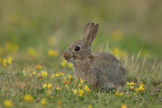 Rabbit (Oryctolagus cuniculus) wild adult animal in grassland with yellow summer flowers, England,