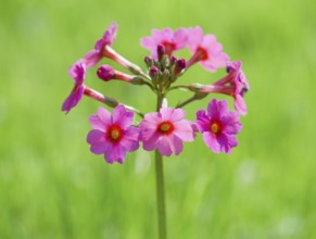 Japanese primrose (Primula japonica), flowers, Thuringia, Germany, Europe