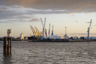 Cranes in the harbour, evening light, South-West Terminal, Elbe, Hamburg, Germany, Europe