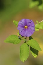 Blue potato tree (Lycianthes rantonnetii), gentian tree, blossom, close-up, Wilden, North