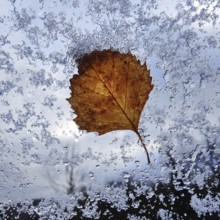 A translucent autumn leaf at the window with snow, autumn, Witten, Ruhr area, North