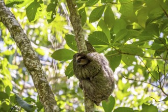 Brown-throated sloth (Bradypus variegatus) in a tree, Cahuita National Park, Costa Rica, Central