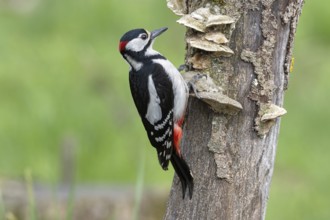 Great spotted woodpecker (Dendrocopos major) foraging on dead wood, Austria, Upper Austria, Europe