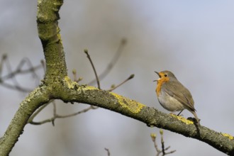 Robin singing on a branch with beginning bud formation, Hesse, Germany, Europe