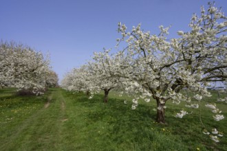 Cherry orchard in bloom (Prunus avium), Franconia, Bavaria, Germany, Europe