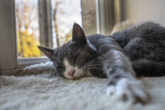 Sleeping cat, close up, Mecklenburg-Vorpommern, Germany, Europe