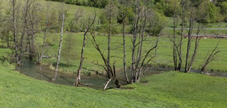 Meandering Truchbach stream with withered black alder (Alnus glutinosa) flowing through a meadow,