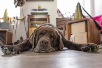 Tired dog, Labrador breed, lying flat on the floor in the living room, Baden-Württemberg, Germany,