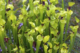 Yellow hose plant (Sarracenia flava), Botanical Garden, Erlangen, Middle Franconia, Bavaria,