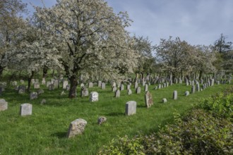 Flowering cherry trees (Prunus avium) in the Jewish cemetery, laid out in 1734, last burial in