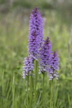 Southern marsh orchid (Dactylorhiza praetermissa), Emsland, Lower Saxony, Germany, Europe