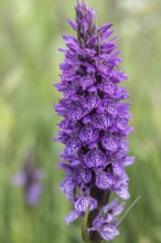 Southern marsh orchid (Dactylorhiza praetermissa), Emsland, Lower Saxony, Germany, Europe