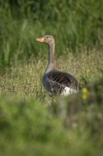 Greylag goose (Anser anser) in tall grass, Hauke-Haien-Koog nature reserve, North Frisia,