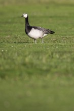 Barnacle goose or barnacle goose (Branta leucopsis), Hauke-Haien-Koog nature reserve, North