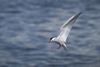 Arctic Arctic Tern (Sterna paradisea) in flight, Wadden Sea, North Frisia, Schleswig-Holstein,