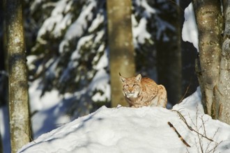 Eurasian lynx (Lynx lynx) in winter, captive, Bavarian Forest National Park, Bavaria, Germany,