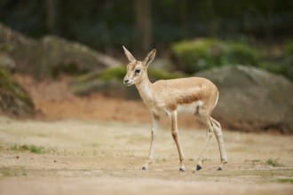 Close-up of a blackbuck (Antilope cervicapra) female in late summer, captive